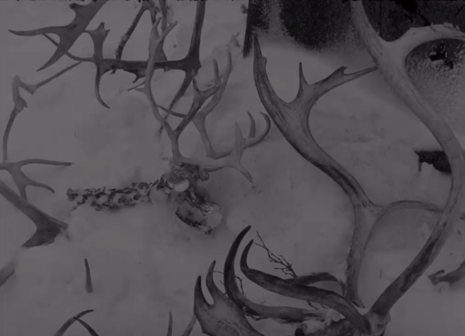 The White Reindeer: A Haunting Fairytale Experience 14 The White Reindeer: A Haunting Fairytale Experience The White Reindeer: A Haunting Fairytale Experience