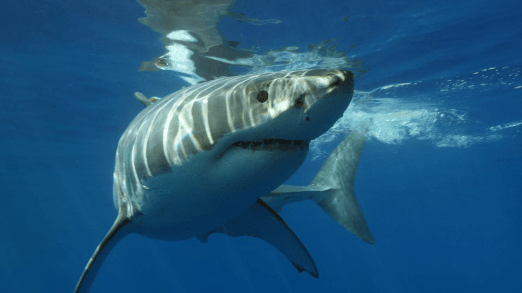 “Great white shark swimming underwater” shark horror