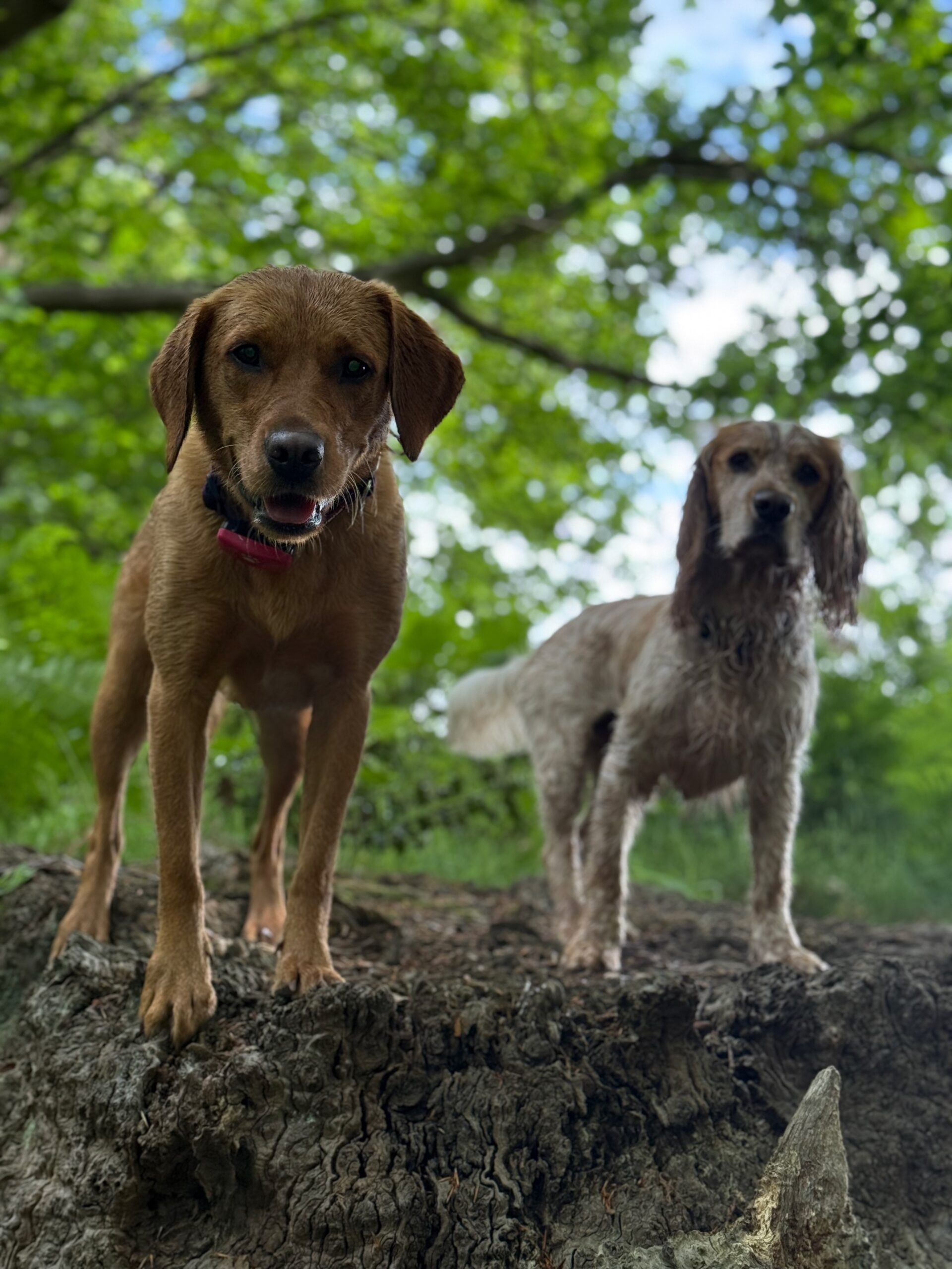 Photo of Casper and Molly